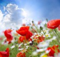 /album/fenykepgaleria/shutterstock-79984759-jpg/