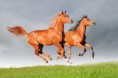 /album/fenykepgaleria/shutterstock-100875367-jpg/